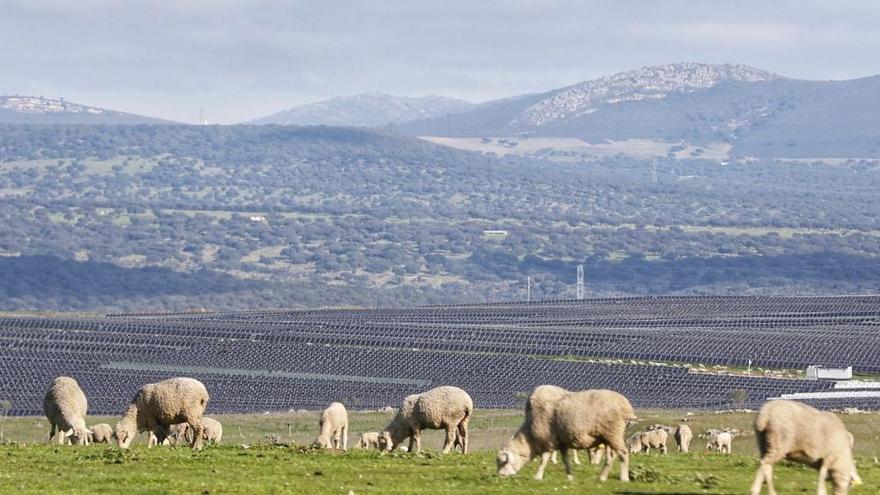 La Uex aborda el impacto de la fotovoltaica en la biodiversidad