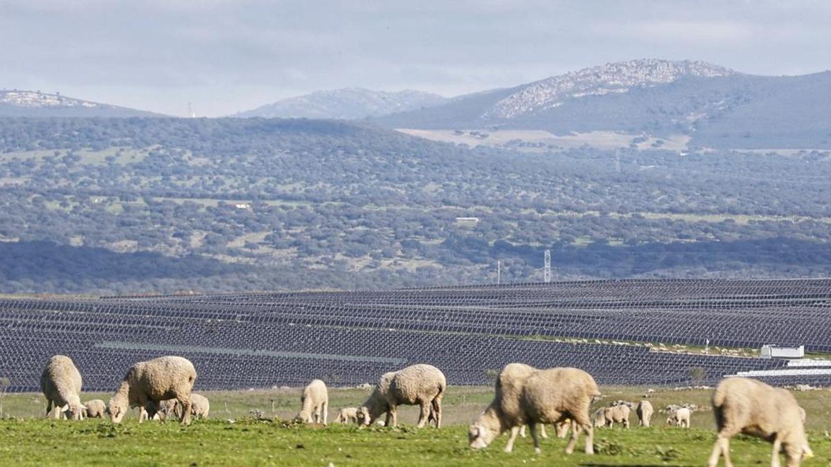 Un rebaño de ovejas pastan junto a la planta fotovoltaica Francisco Pizarro, la más grande de Europa.