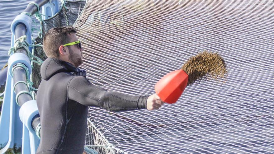 Un trabajador de una granja marina alimentando a los peces