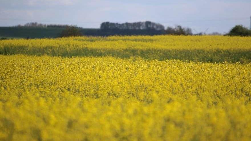 Campos de colza.