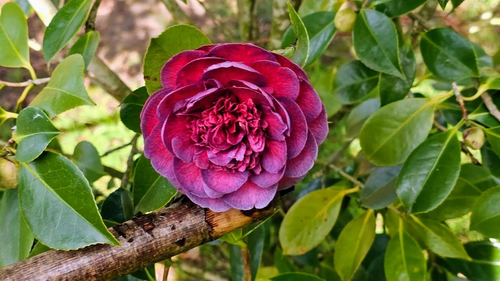 De paseo por el vergel de San Justo, en Villaviciosa