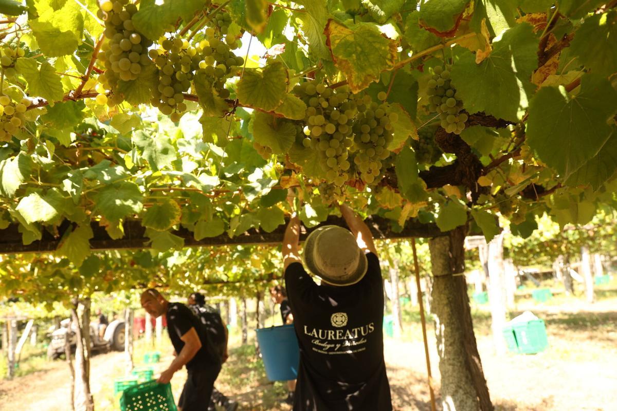 La vendimia en Bodegas Laureatus, en San Martiño de Meis.