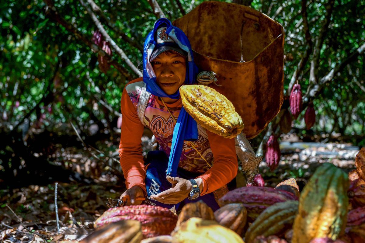 Desde hace diez años en Guerima, Colombia, los árboles de cacao reemplazan a los arbustos de coca en este departamento del tamaño de Guatemala, fronterizo con Venezuela. Está lejos de la bonanza que trajo el ingrediente principal de la cocaína, pero se ha convertido en una fuente estable de ingresos.