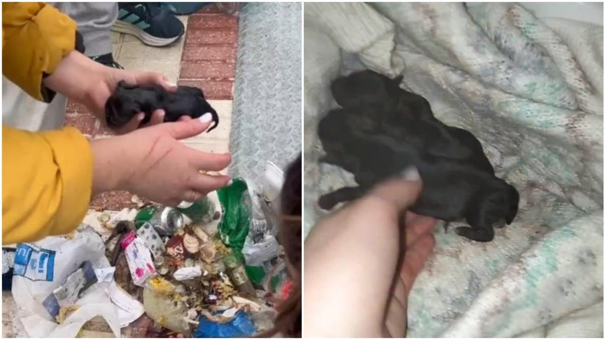 El Seprona investiga a una persona por la muerte de tres cachorros abandonados en un contenedor en Encinas Reales