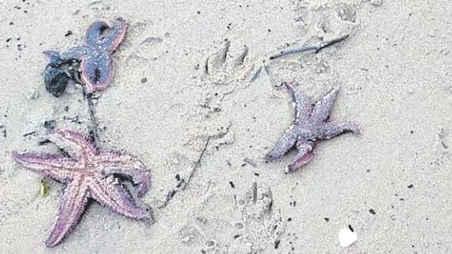 Estrellas de mar muertas en la playa de Riós de Fóra, en Teis.