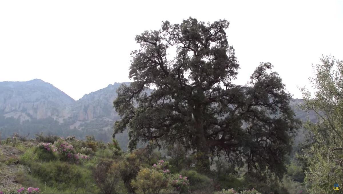 La Carrasca de la Tía Sofía