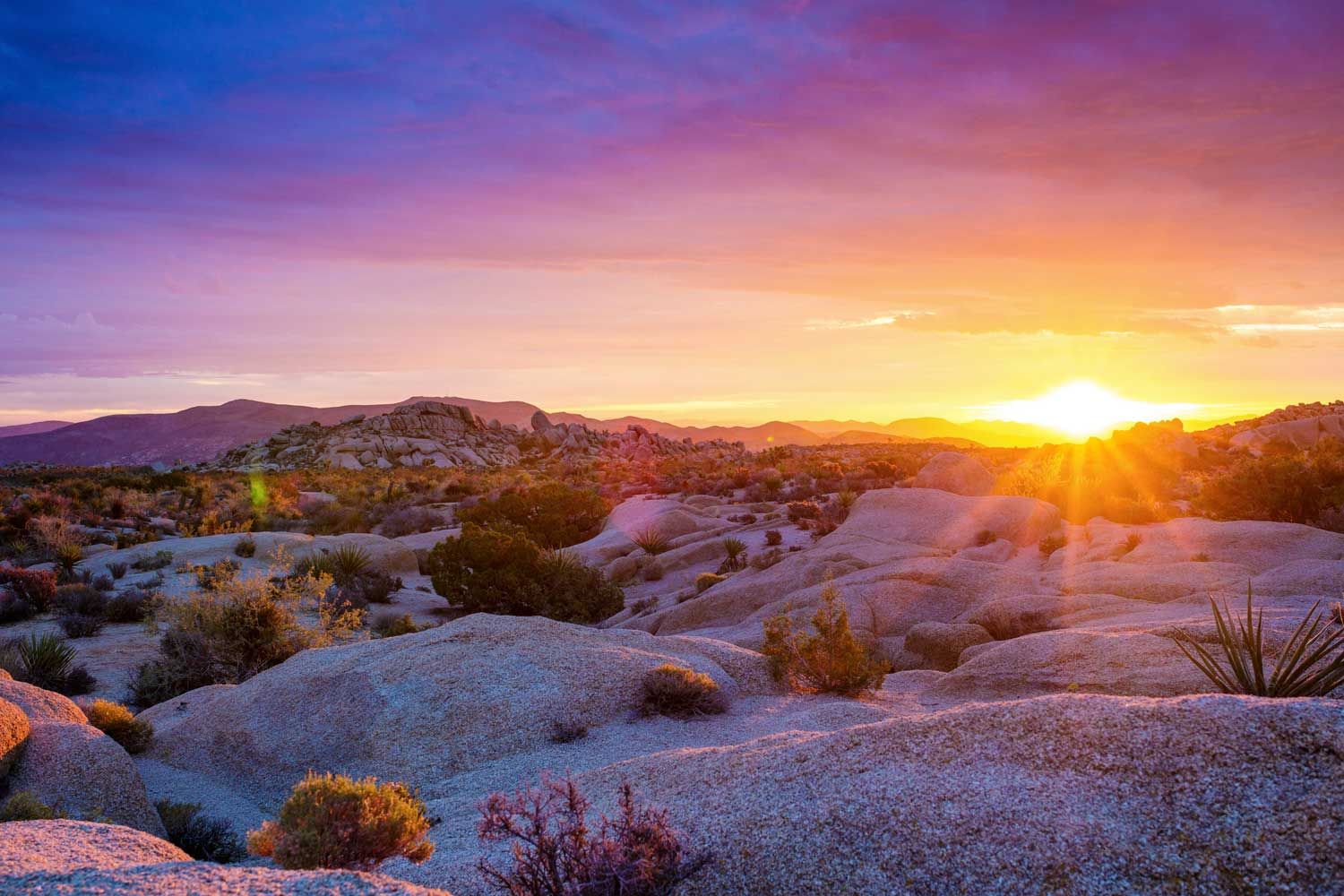 Amanecer Joshua Tree