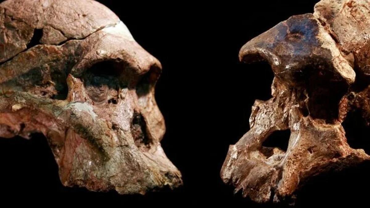 Cráneos de Australopithecus recuperados de las cuevas de Sterkfontein