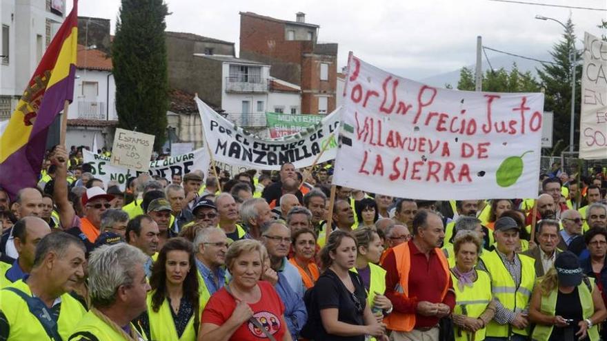 Olivareros cacereños e industria alcanzan un acuerdo sobre los precios