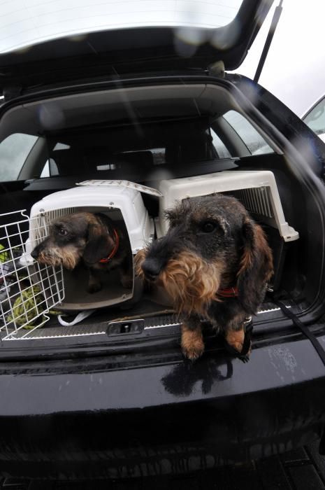 Curso de rastreo con perros de sangre