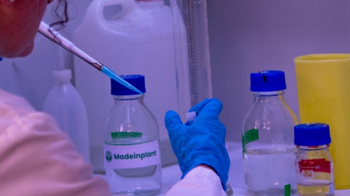 Madeinplant SL ofrece soluciones innovadoras y sostenibles en Biotecnología vegetal.