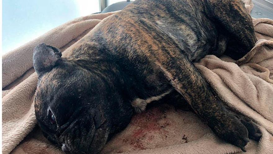 El bulldog francés muerto en el ataque en Marratxí.