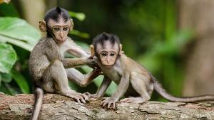 Dos monos macacos sobre un tronco