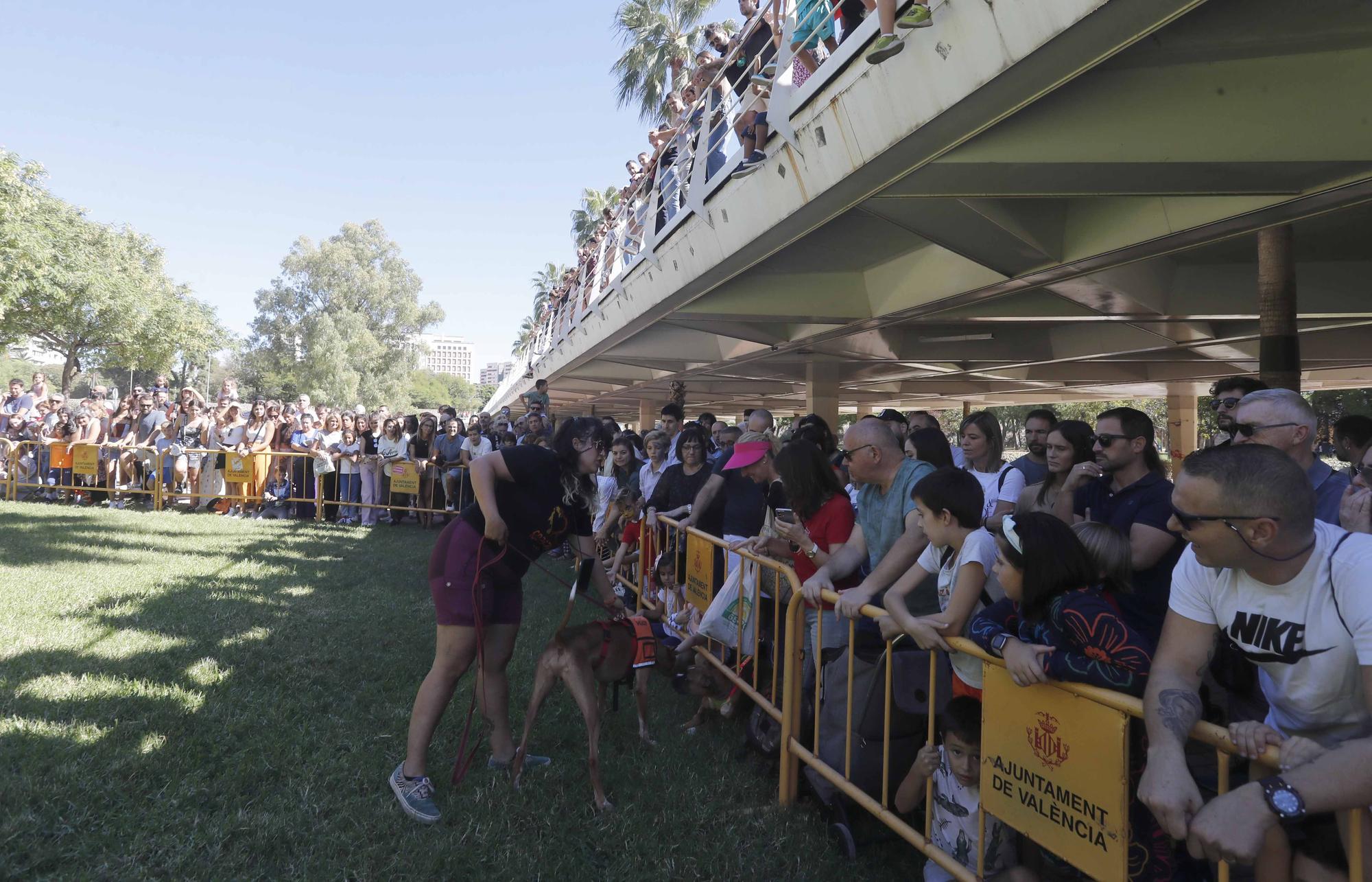 La Feria Animalista de València, en imágenes