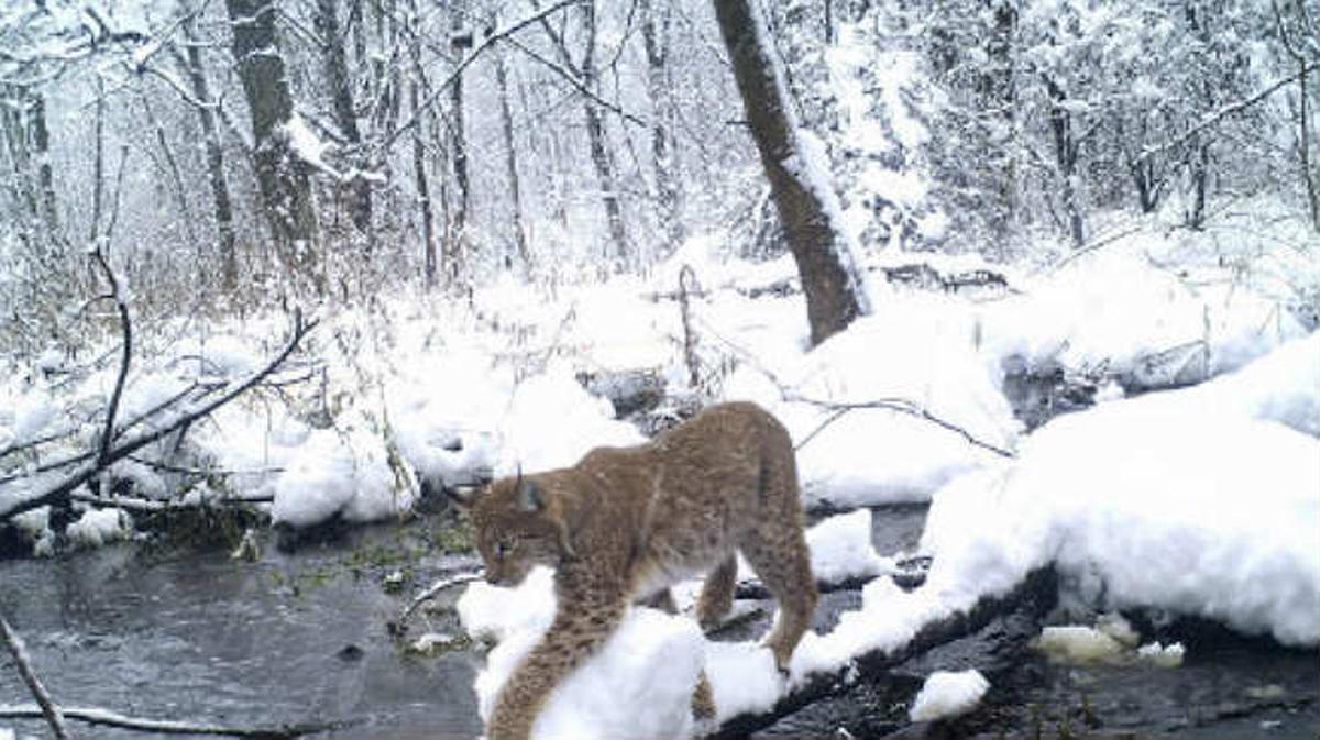 En la zona de exclusión de Chernobyl se ha encontrado que las poblaciones de animales están prosperando, en parte debido a la ausencia de amenazas humanas. 