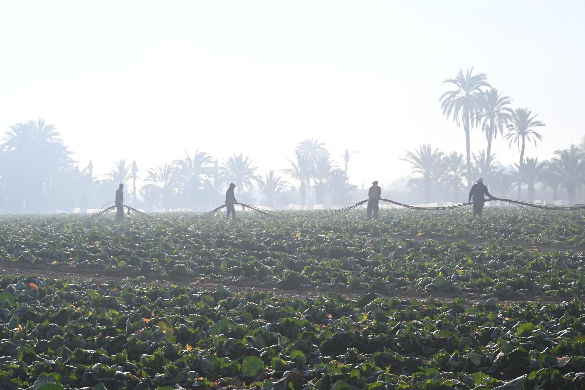 Así han amanecido muchos cultivos de la Vega Baja y el Camp d'Elx: bajo la escarcha