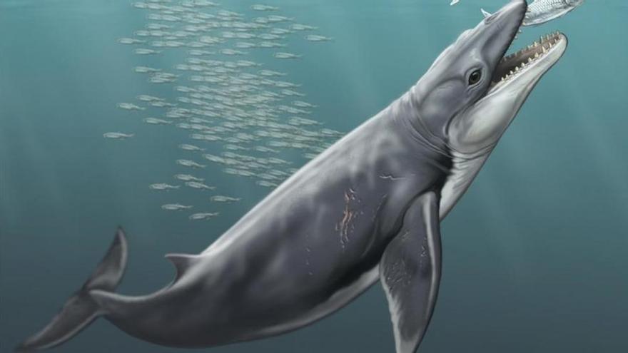 Los antepasados de las ballenas tenían dientes afilados para devorar presas