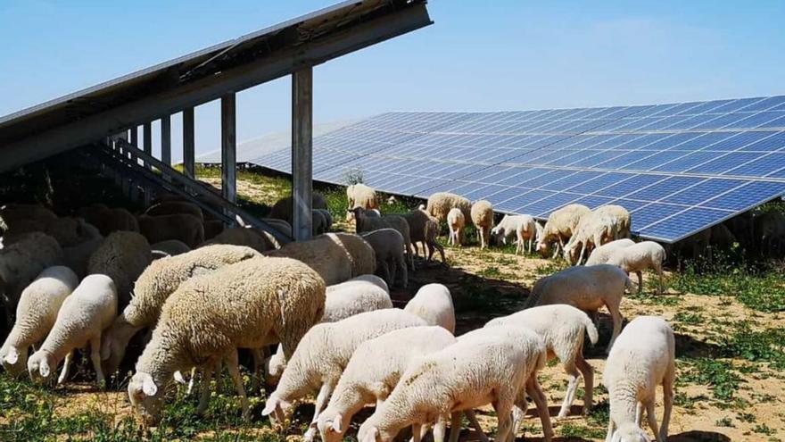 Un rebaño de ovejas pasta junto a una planta solar de Iberdrola en Azaila. | EL PERIÓDICO