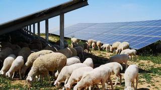 Sabes por qué hay ovejas en la planta fotovoltaica de Stellantis Zaragoza