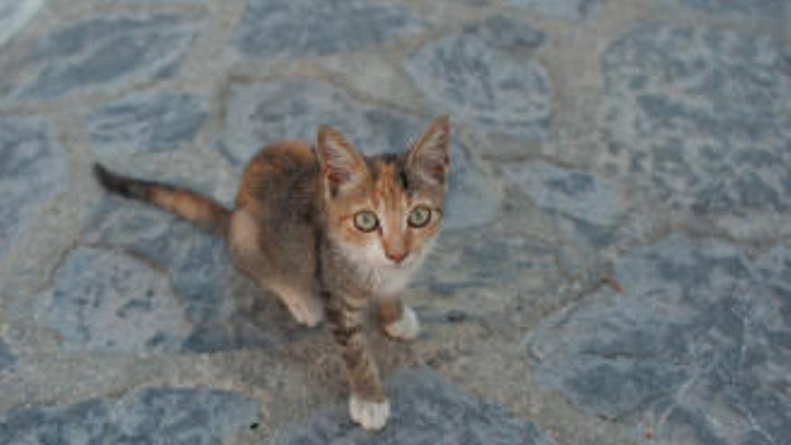 Fiscalía pide seis meses de cárcel para un empleado de un hotel que pateó a un gato