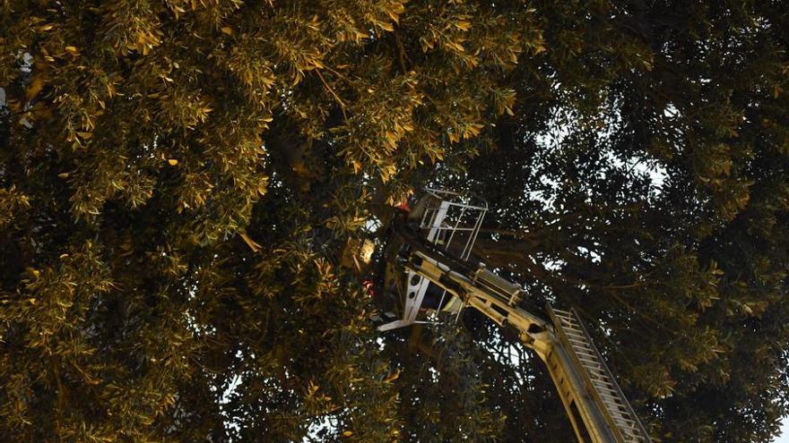 Se quiebra una rama del ficus de Santo Domingo