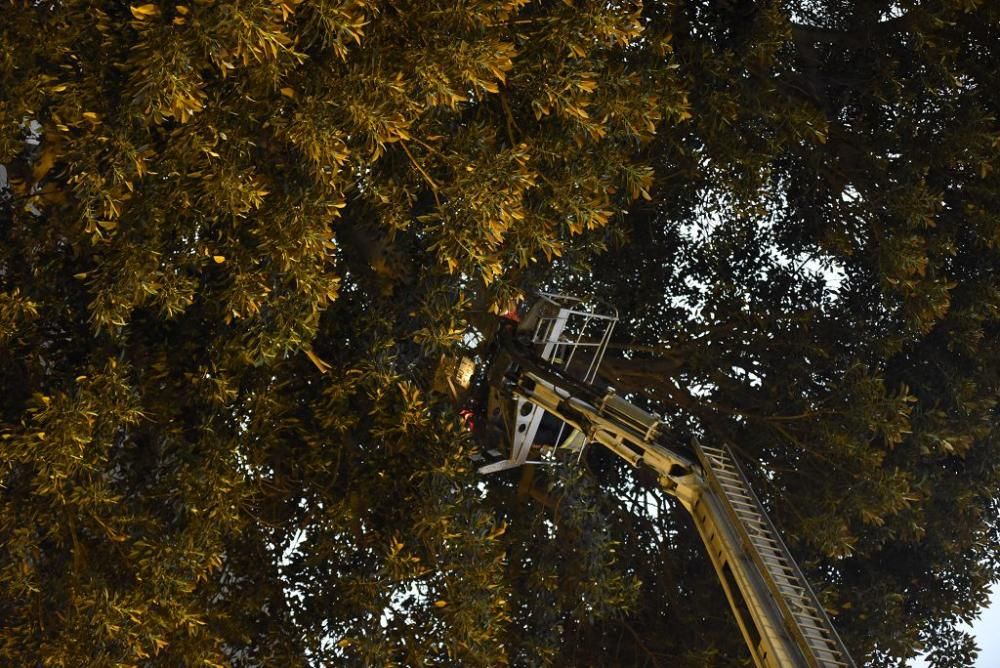 Se quiebra una rama del ficus de Santo Domingo