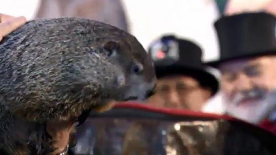 La marmota Phill predice más invierno en EEUU