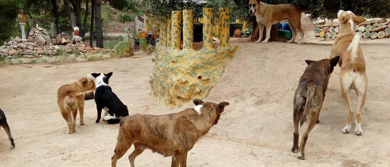 10/1/2018 - LA VALL D&#039;UIXO - SUCESOS - FOTO GABRIEL UTIEL - Un amplio despliegue con 20 efectivos entre guardias civiles, policias locales y miembros de la protectora El Hogar de San Antonio, logro capturar ayer los 11 perros sospechosos del ataque mortal a un agricultor de 70 años