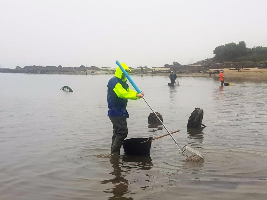 El marisqueo regresa a la ría.