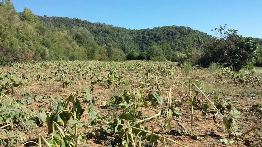 La sobrepoblació de senglars té efectes directes en els conreus