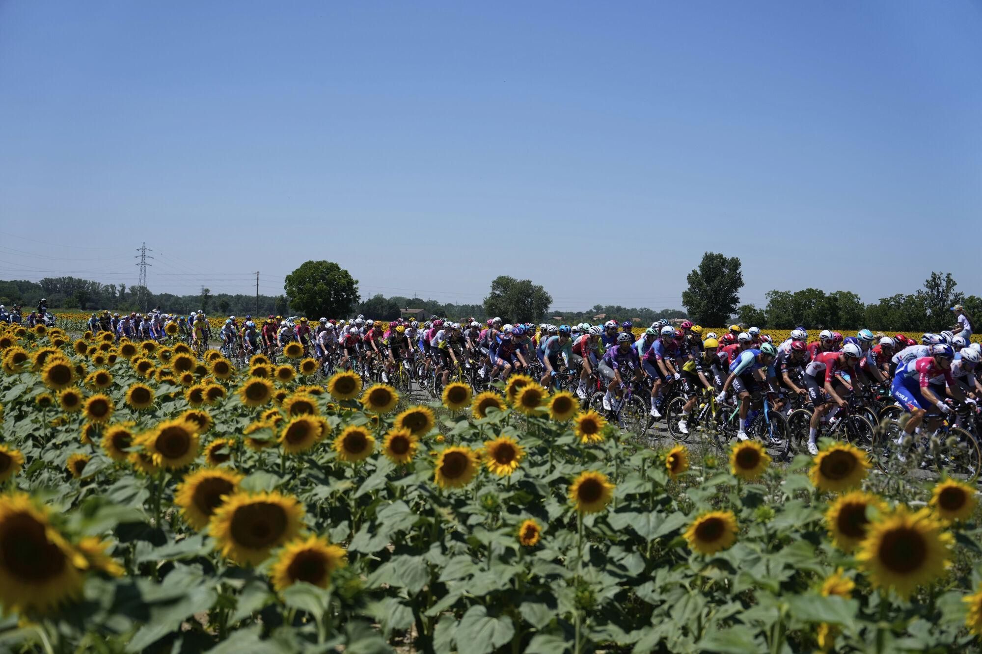 The pack rides past a field of sunflowers during the eleventh stage of the Tour de France cycling race over 156.8 kilometers (97.4 miles) with start and finish in Toulouse, France, Wednesday, July 16, 2025. (AP Photo/Mosa'ab Elshamy)