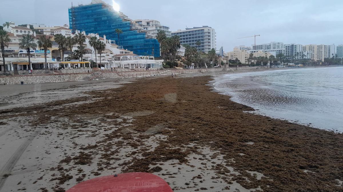 Algas acumuladas en las playas tras el termporal.