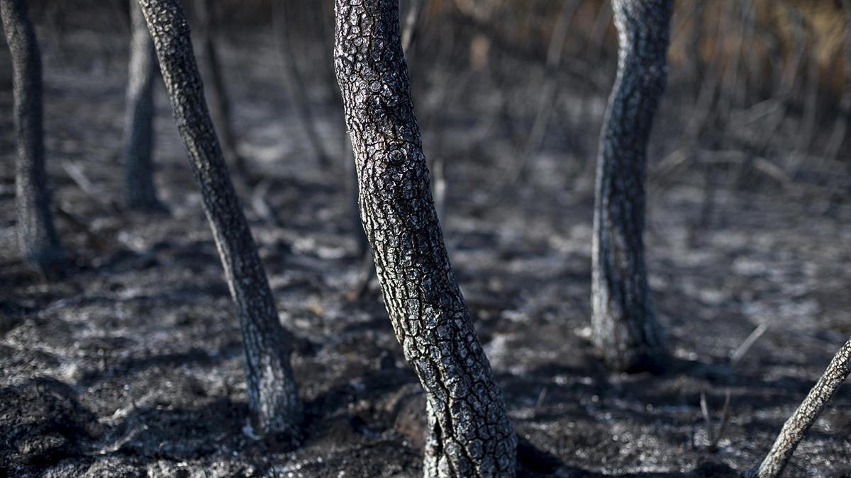 Bosque quemado en un incendio este verano en Ourense // Baris Lorenzo