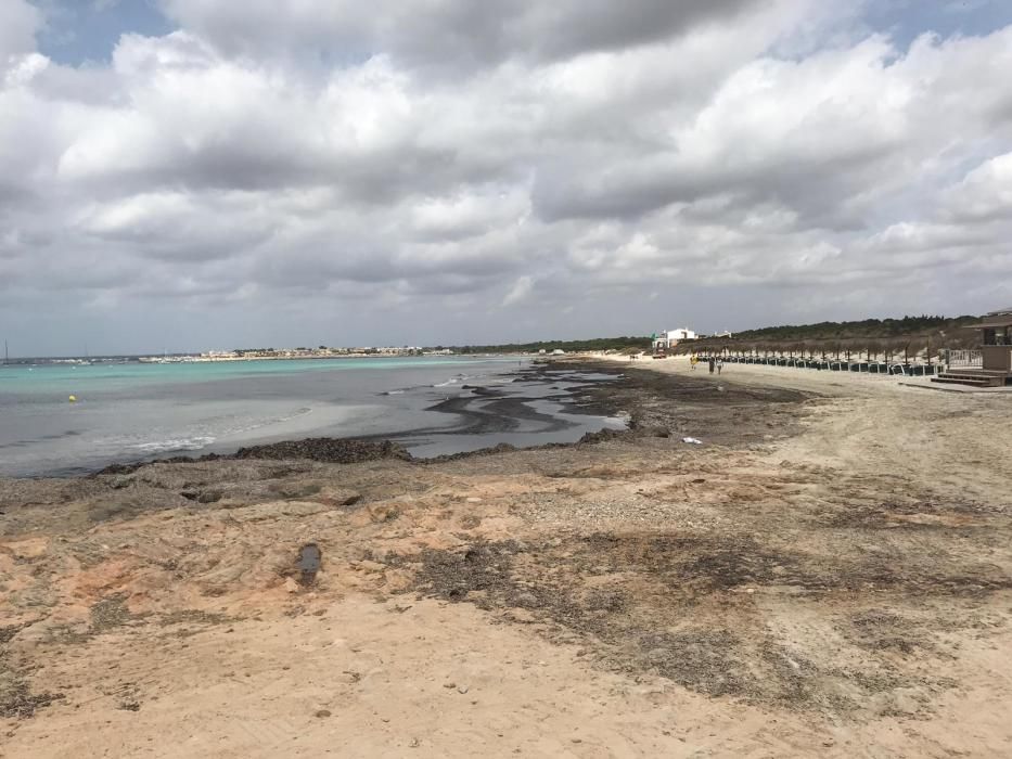 El GOB denuncia que se ha retirado posidonia de la playa de sa Ràpita con maquinaria