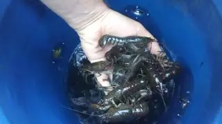 Plaga de cangrejos de río en Santa Cruz: esto es lo que sabemos