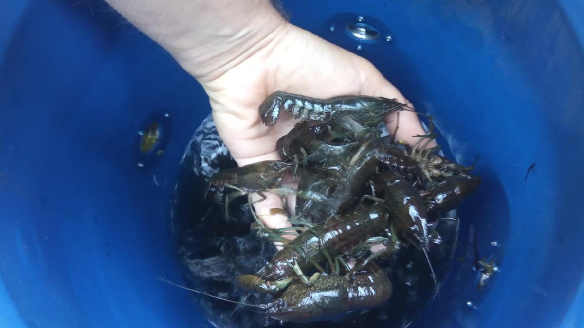 Estos son los cangrejos de río que han aparecido en el parque García Sanabria