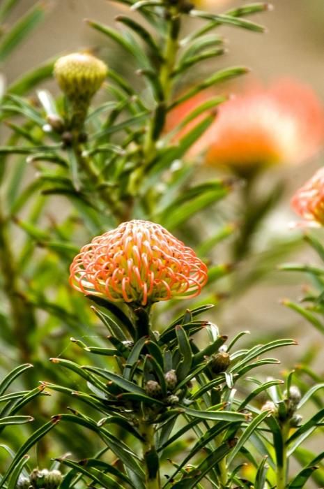 Plantación de proteas