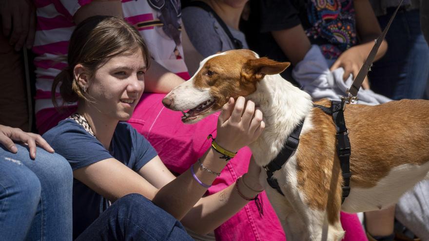 ¿Quieres adoptar una mascota? 26 perros abandonados buscan un hogar para Navidad