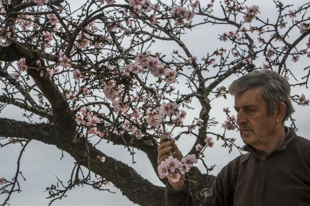 Los almendros comienzan la floración en Elche