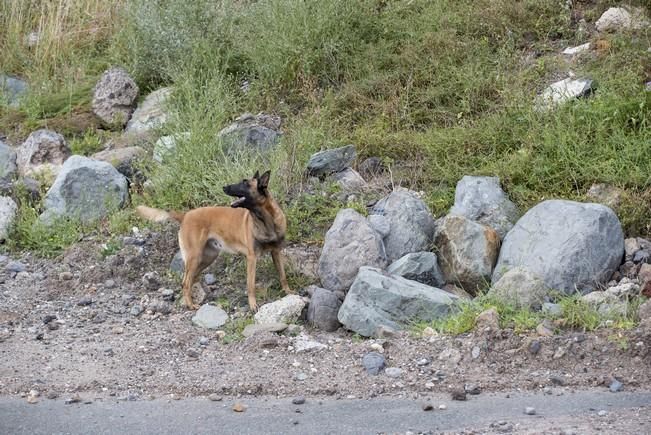 Reportaje a la Unidad Canina de la Policia ...