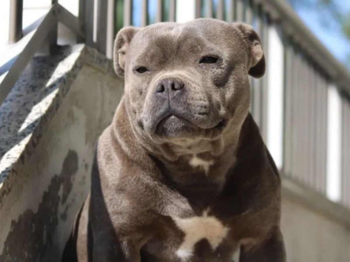 Bala, Staffy Gris Azulada desparecida en Mos. | // D.P.