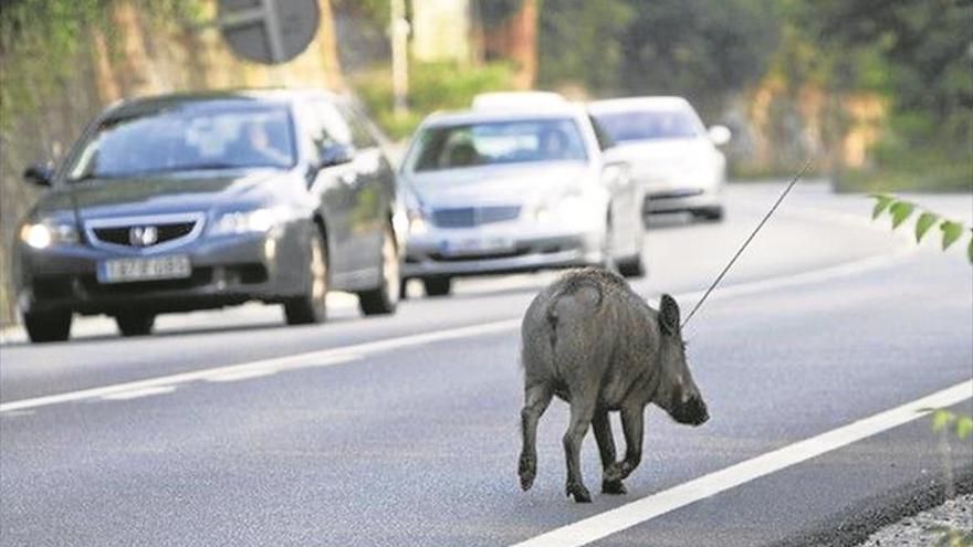 El número de accidentes de tráfico causados por jabalís sube un 40%