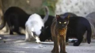 Esplugues traslada una colonia de gatos para evitar problemas de salubridad en el parque de Can Vidalet