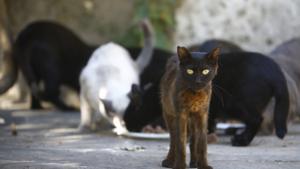 Colonias de gatos ferales, los conocidos como gatos callejeros