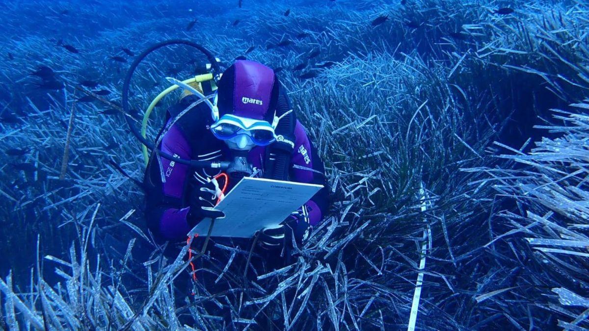 Die Posidonia oceanis vor den Küsten Mallorcas leidet wenn die Meerestemperatur steigt.