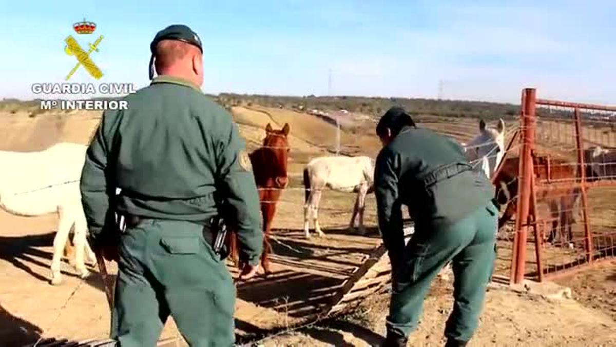 La Guàrdia Civil investiga el propietari d’una finca de Lucena del Puerto (Huelva) per un delicte relatiu a la protecció de la flora i els animals.