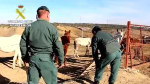La Guardia Civil investiga al propietario de una finca de Lucena del Puerto (Huelva) por un delito relativo a la Protección de la Flora y Fauna y animales.