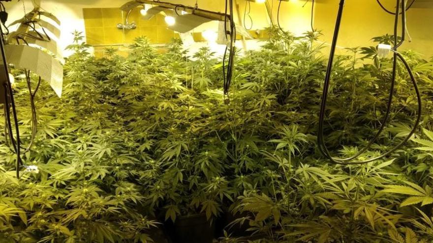 Tres detinguts al Moianès per cultivar 1.200 plantes de marihuana