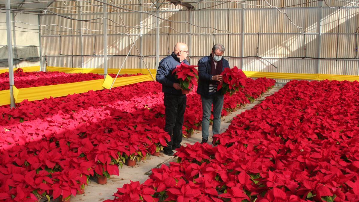 José Torres y Antonio Navarro supervisan las flores que irán a los jardines, este miércoles.