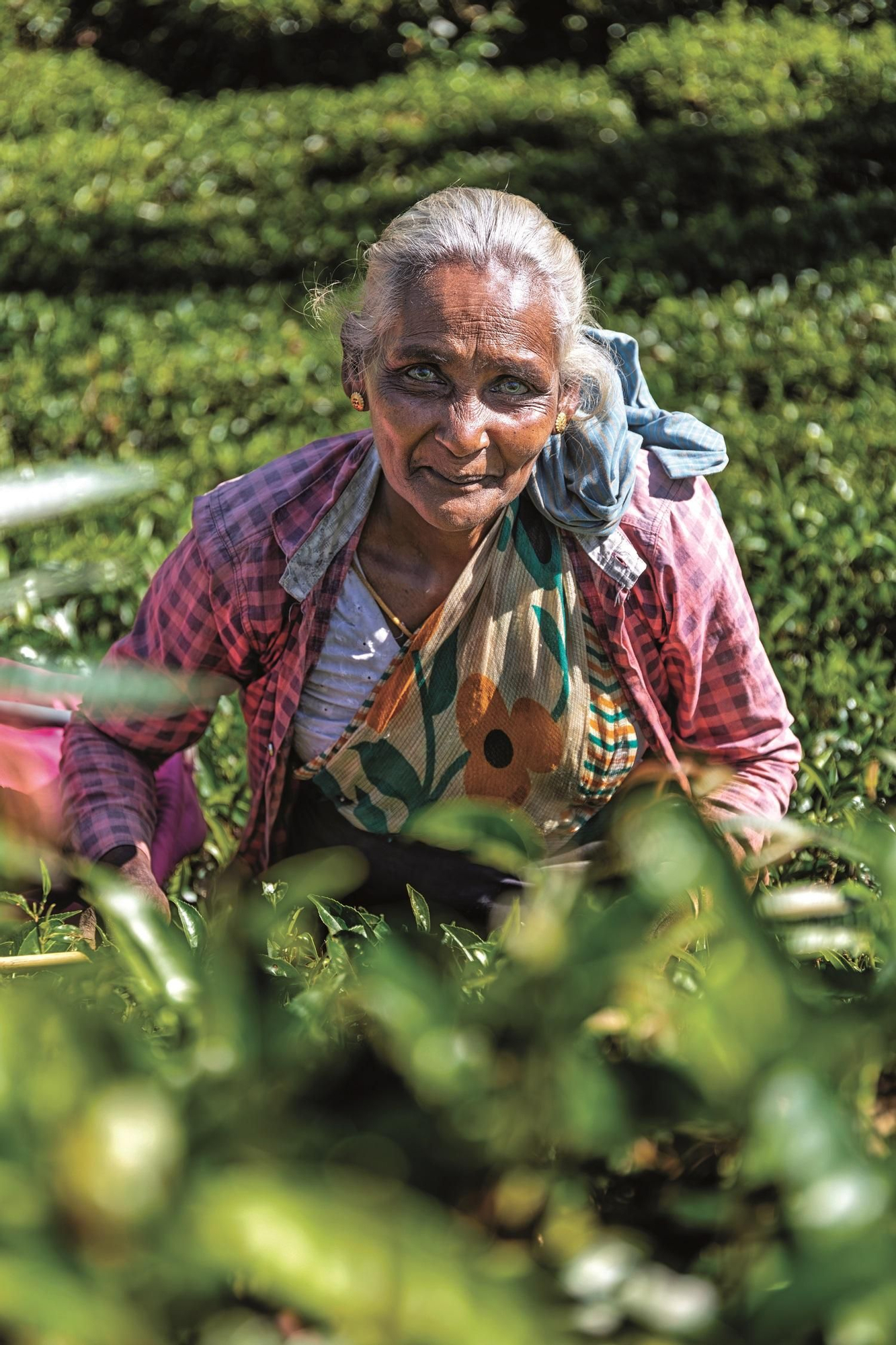 Mujer recogiendo hojas de té cerca de Nuwara Eliya.